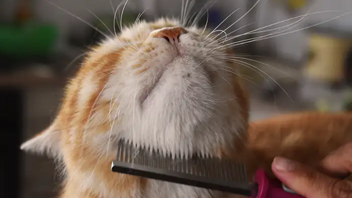 Removing fleas with cat comb