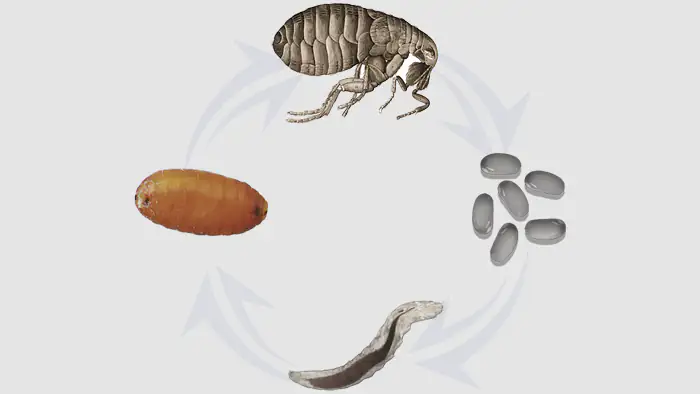 The Flea Life Cycle