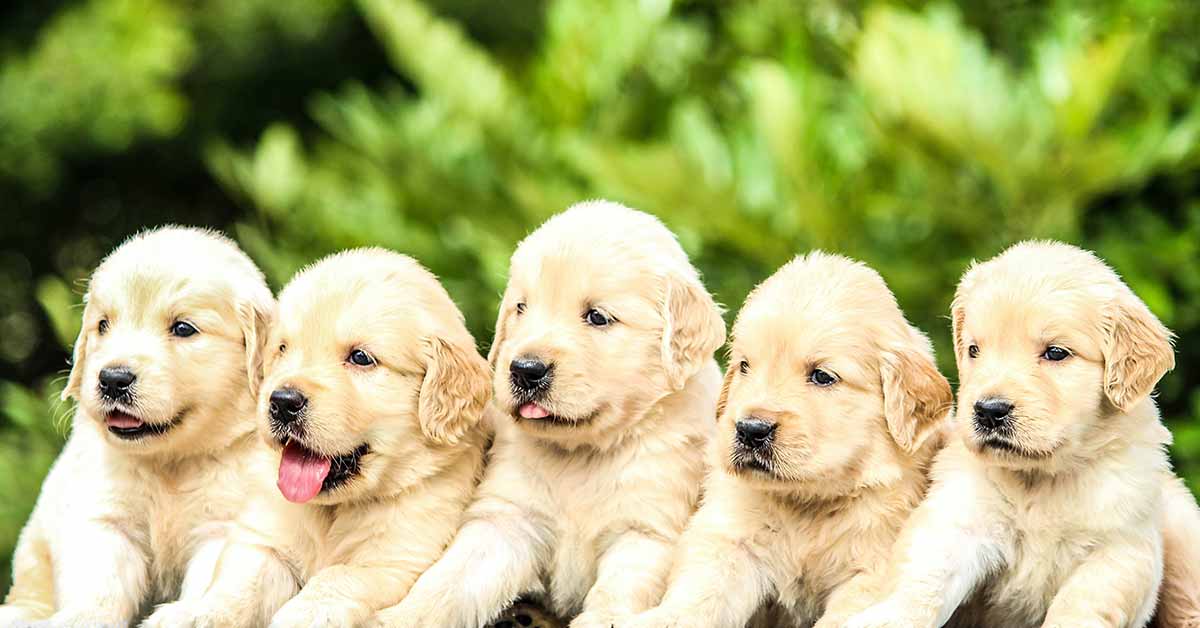 Five little puppies with fleas for guide to remove fleas on puppies